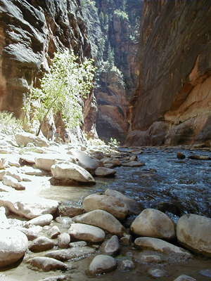 Explore Roadside Nature- Zion NP The Narrows